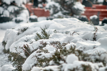 Trees are covered with snow, cold weather. Snow-covered park without people.