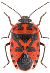 The shield bug Eurydema ventralis isolated on white background, close up of red bug