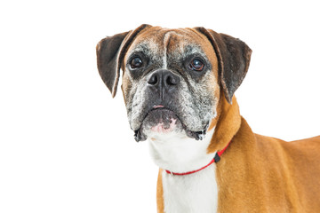 Closeup Boxer Mixed Breed Dog With Copyspace