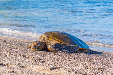 Turtle Sleeping on the Beach