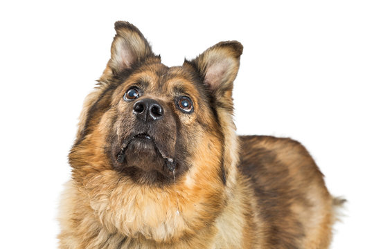 Closeup Chow Mixed Breed Dog