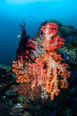 Naklejka na ściany i meble Colorful Soft Corals on Deep Reef in the Philippines
