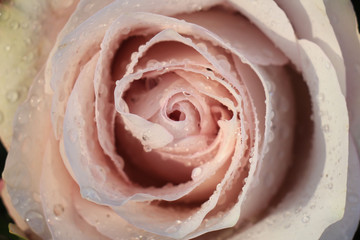 Big pale purple rose