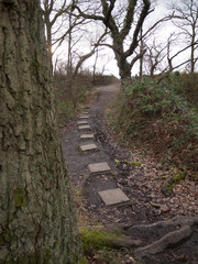 stone squares path forest nature floor mud dirt trees autumn winter