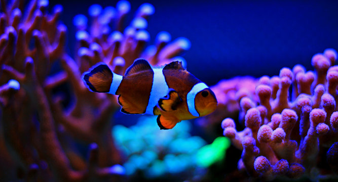 mr.Clownfish - the most popular saltwater fish in coral reef aquariums