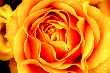Big orange rose