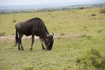 Wildbeest eating during migration, Masai Mara, Kenya