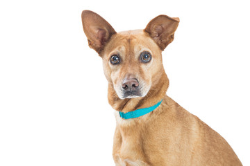 Closeup Hound Dog Looking At Camera