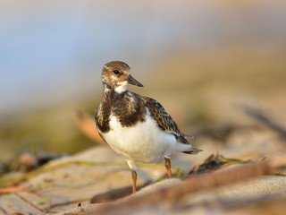 The ruddy turnstone (Arenaria interpres) in non-breeding plumage feeding on a beach