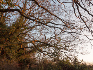 sunlight sunset dark branches golden light up bare