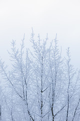 Tree top branches covered in frost snow
