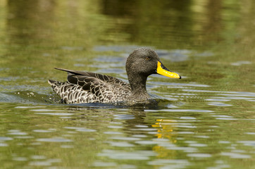 Canard à bec jaune,.Anas undulata, Yellow billed Duck