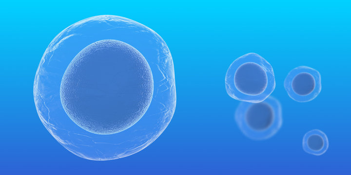 Embryonic stem cells are known as pluripotent stem cells medical research