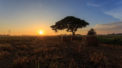 Rolls of paddy straw with golden sunset background at Sungai Besar, Selangor, Malaysia. The paddy straws are made into rolls and recycled for various usage as side product of paddy field. 