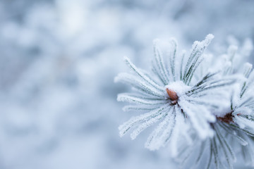 Hoarfrost on conifer tree needles bokeh background