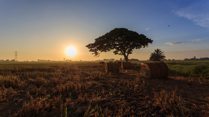 Rolls of paddy straw with golden sunset background at Sungai Besar, Selangor, Malaysia. The paddy straws are made into rolls and recycled for various usage as side product of paddy field. 
