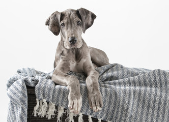 Puppy great dane laying on blanket