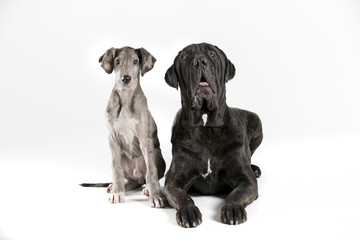 Dog best friend portrait