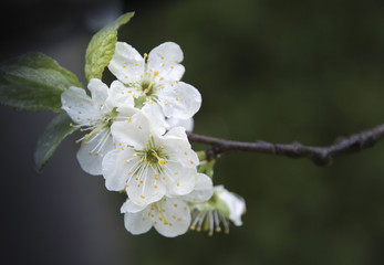 Apple blossom on a twig selective focus