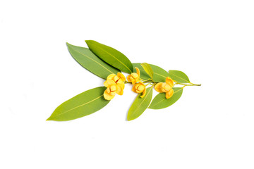 Melodorum fruticosum leaf and yellow flower isolated on white background