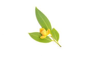 Melodorum fruticosum leaf and yellow flower isolated on white background