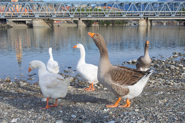 White and gray geese at the mouth of the river Entella - Chiavari - Italy
