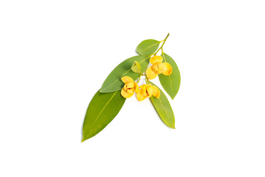 Melodorum fruticosum leaf and yellow flower isolated on white background