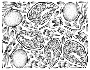 Hand Drawn Background of Ripe Pomegranate Fruits