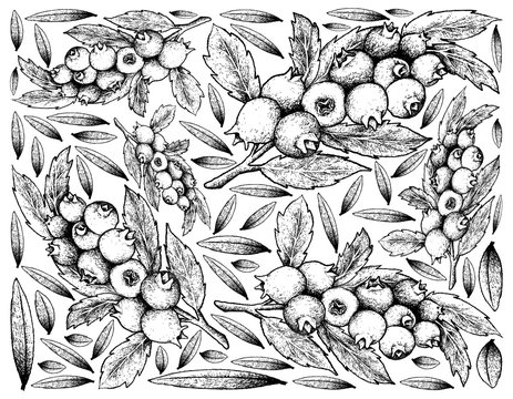 Hand Drawn Background of Ripe Blueberry Fruits