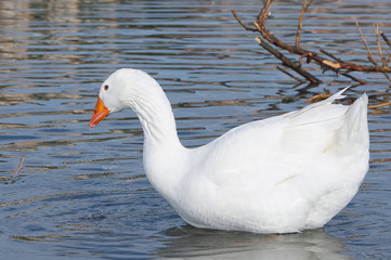 White and gray geese at the mouth of the river Entella - Chiavari - Italy