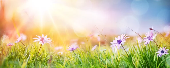 Abwaschbare Fototapete Frühling Gänseblümchen auf dem Feld - abstrakte Frühlingslandschaft