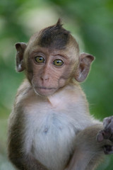 可愛いサル