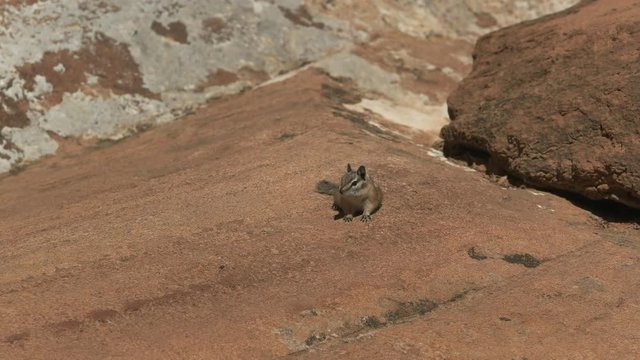 front on shot of a chipmunk on a rock shelf at zion national park in utah, usa