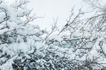 The Bush of hawthorn in the snow after a heavy snowfall and the sparrows sitting on it. Moscow