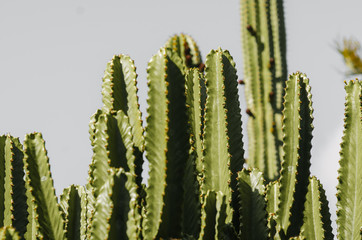 cactuses in the garden