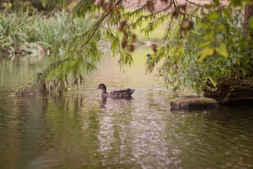 Duck on lake