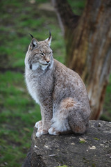 Naklejka na ściany i meble Eurasian Lynx (Lynx lynx) on a stone