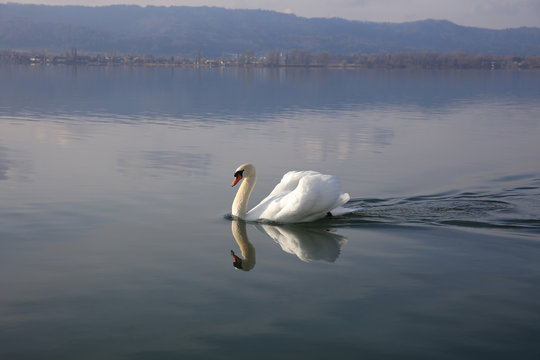 Swan (Cygnus) on Lake Constance in Germany. Europe