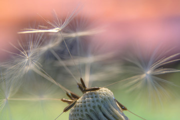 Dandelion