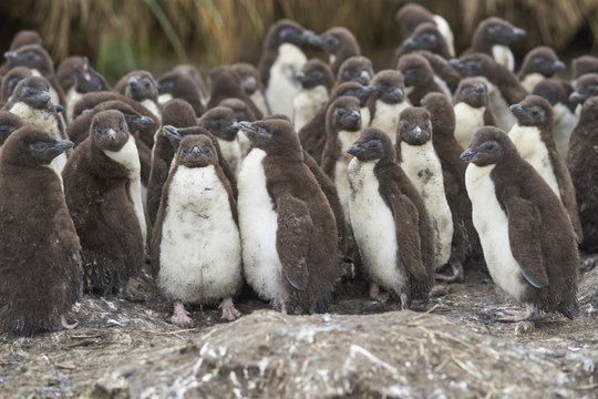 Rockhopper Penguin chicks (Eudyptes chrysocome) huddle together in a creche on Bleaker Island in the Falkland Islands whilst most adults are away at sea feeding. A few adults remain to keep order. 