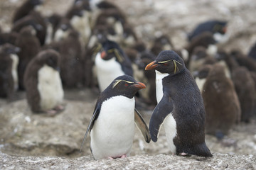 Naklejka premium Rockhopper Penguin chicks (Eudyptes chrysocome) huddle together in a creche on Bleaker Island in the Falkland Islands whilst most adults are away at sea feeding. A few adults remain to keep order.