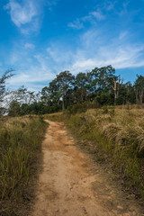 Fototapeta na wymiar landscape of Meadow with tree , Khao Yai National Park Thailand