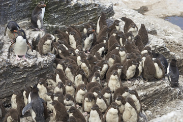 Rockhopper Penguin chicks (Eudyptes chrysocome) huddle together in a creche on Bleaker Island in...