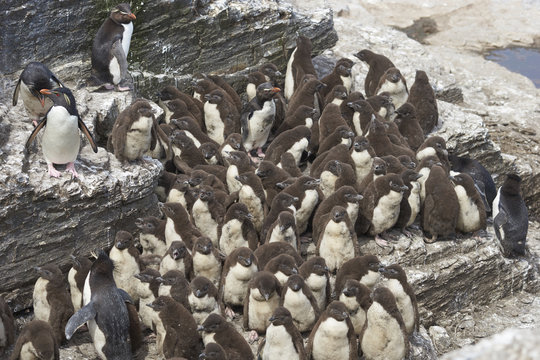 Rockhopper Penguin chicks (Eudyptes chrysocome) huddle together in a creche on Bleaker Island in the Falkland Islands whilst most adults are away at sea feeding. A few adults remain to keep order.