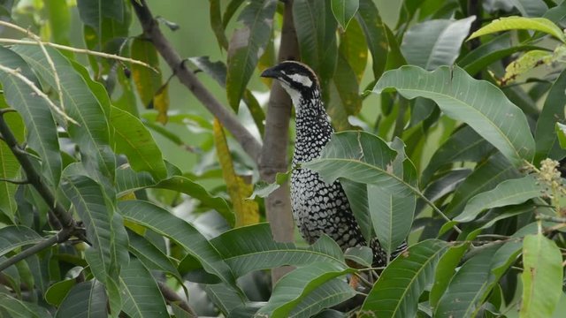 Chinese Francolin bird call and singing in Thailand and Southeast Asia.