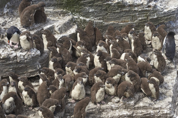 Rockhopper Penguin chicks (Eudyptes chrysocome) huddle together in a creche on Bleaker Island in the Falkland Islands whilst most adults are away at sea feeding. A few adults remain to keep order.