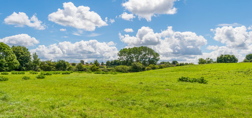 Beautiful park scene in public park with green grass field, green tree plant and a party cloudy blue sky