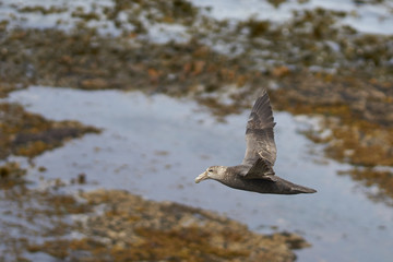 Southern Giant Petrel (Macronectes giganteus) flying along the coast of Bleaker Island in the Falkland Islands.