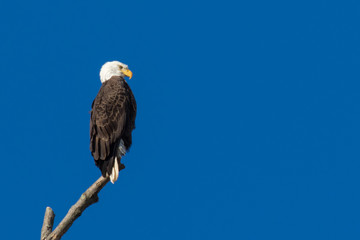 Perched Bald Eagle isolated