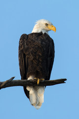 Majestic Perched Bald Eagle